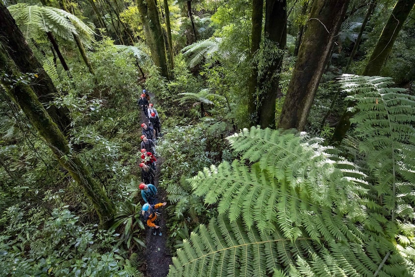 Picture 5 for Activity Rotorua: Guided Zipline Adventure Tour with Photos