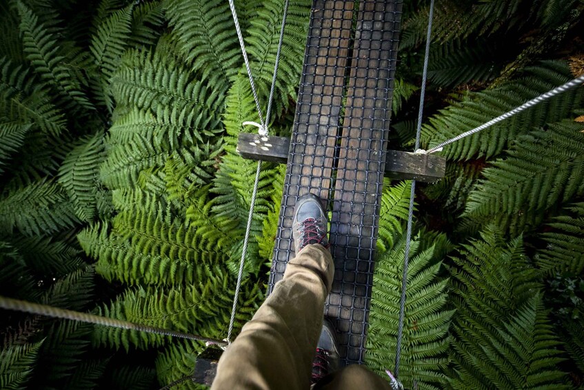 Picture 10 for Activity Rotorua: Guided Zipline Adventure Tour with Photos
