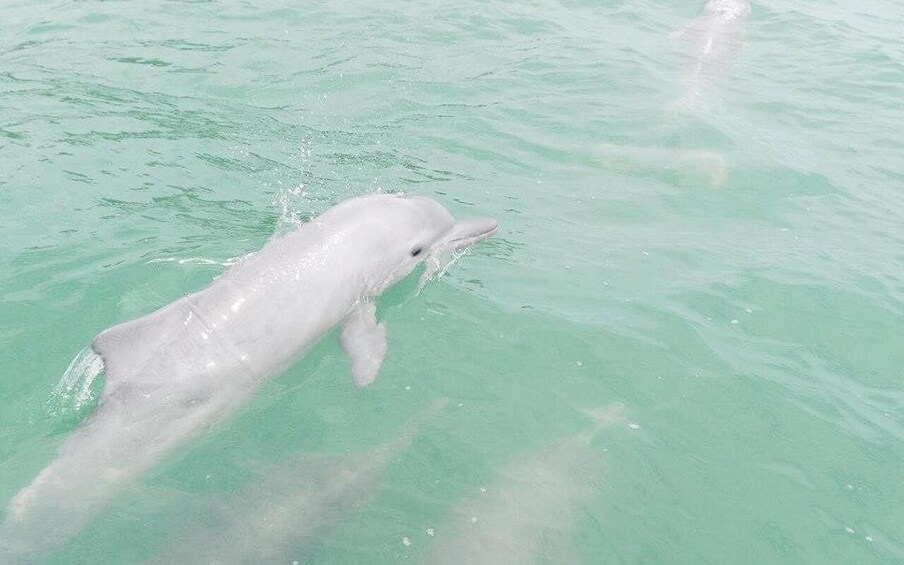 Picture 2 for Activity Koh Samui: Dolphin and 3-Island Power Speed Catamaran Tour