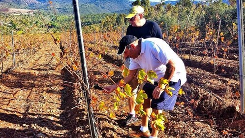 Weintour Sardinien