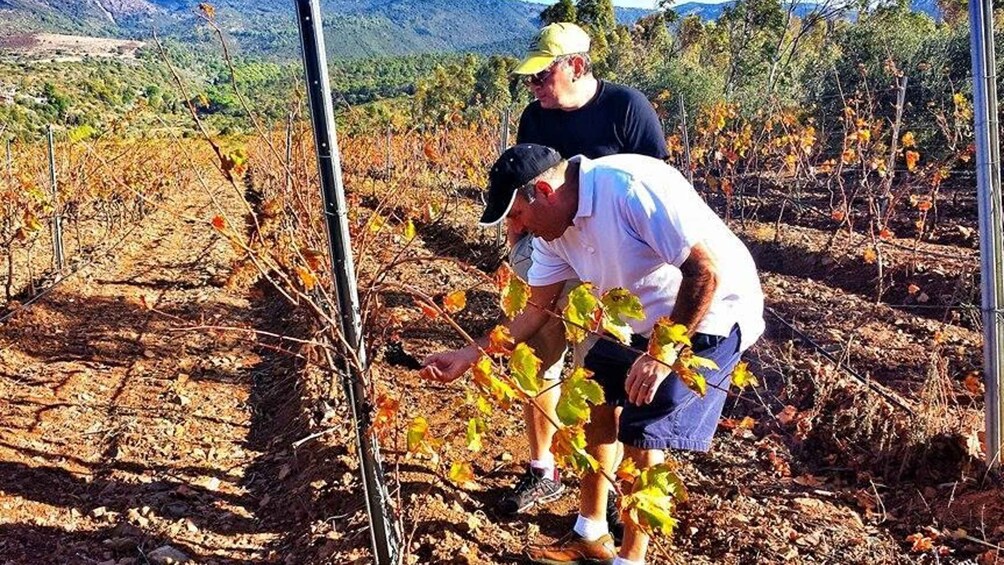 Wine Tour Sardinia