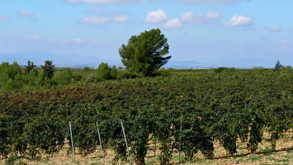 Picture 5 for Activity Wine Tour Sardinia
