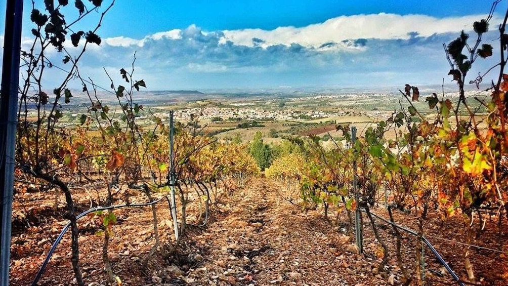 Picture 15 for Activity Wine Tour Sardinia