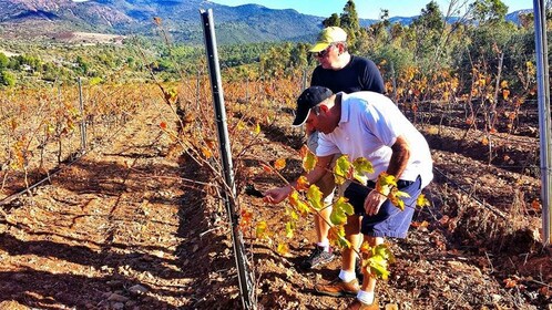 Weintour Sardinien