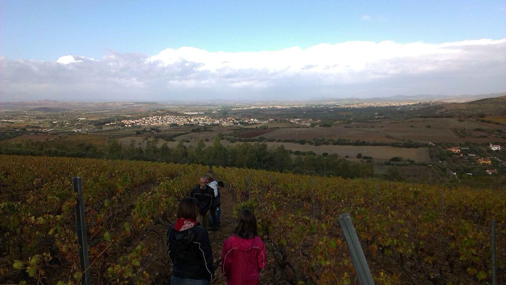 Picture 8 for Activity Wine Tour Sardinia