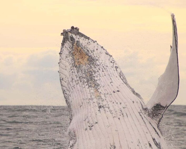 Whale Watching Safari Byron Bay