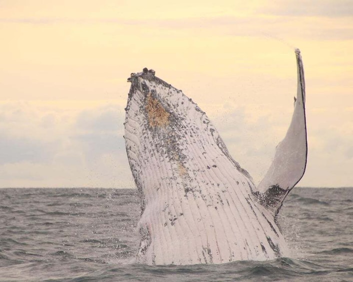 Whale Watching Safari Byron Bay