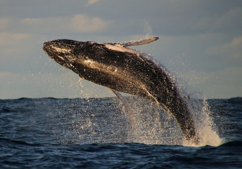 Picture 3 for Activity Whale Watching Safari Byron Bay