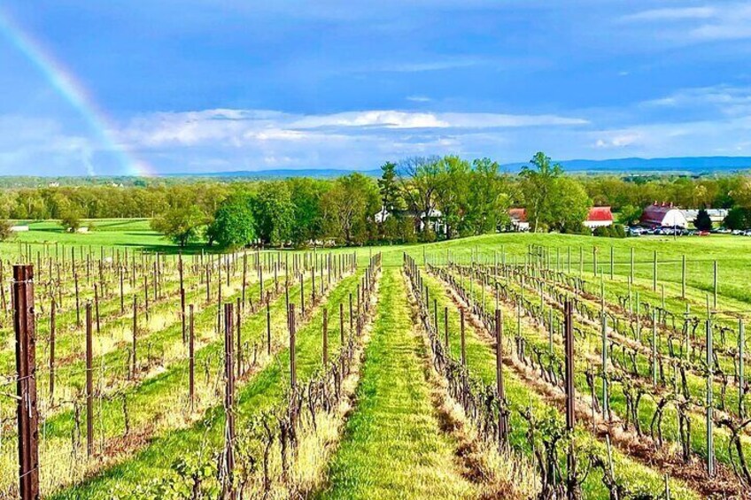 Luxury Wine Tour in Washington DC to Loudoun County Vineyards