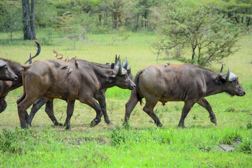 Picture 81 for Activity From Zanzibar: Overnight Selous G.R. Safari with Flights