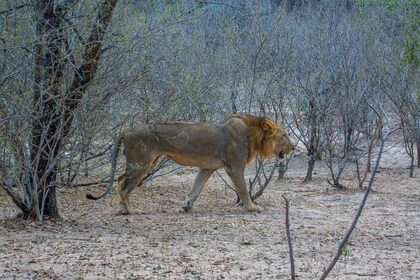 Desde Zanzíbar: Pasaremos la noche en Selous G.R. Safari con vuelos