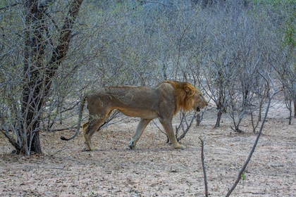 De Zanzibar : Nuit Selous G.R. Safari avec des vols