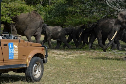 Von Sansibar: Übernachtung im Selous G.R. Safari mit Flügen