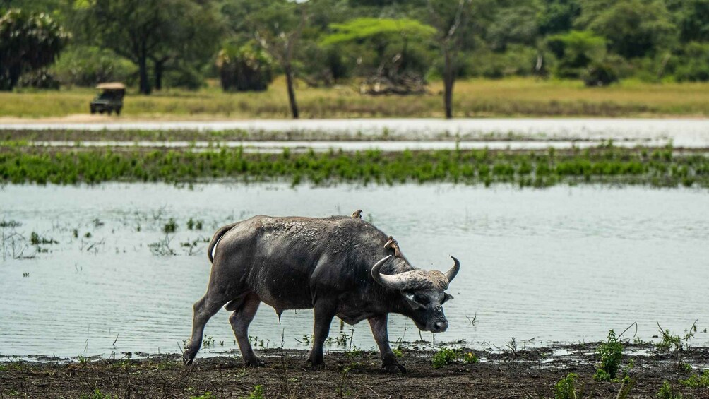 Picture 28 for Activity From Zanzibar: Overnight Selous G.R. Safari with Flights