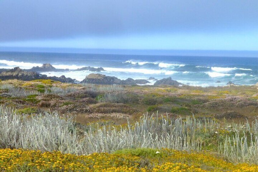 Carmel Tour in The Heavenly 17 Mile Drive