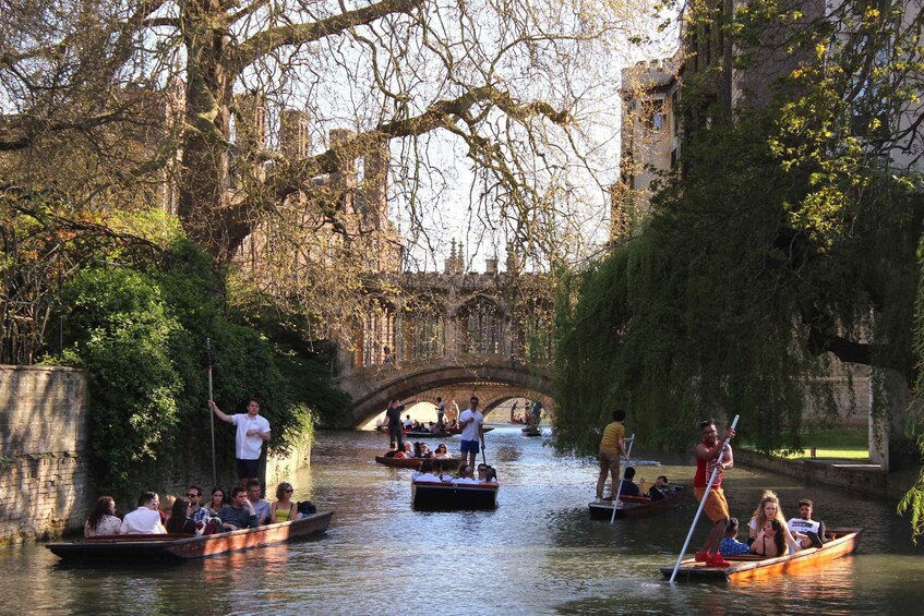 Picture 4 for Activity Walking tour of Cambridge, with local guide