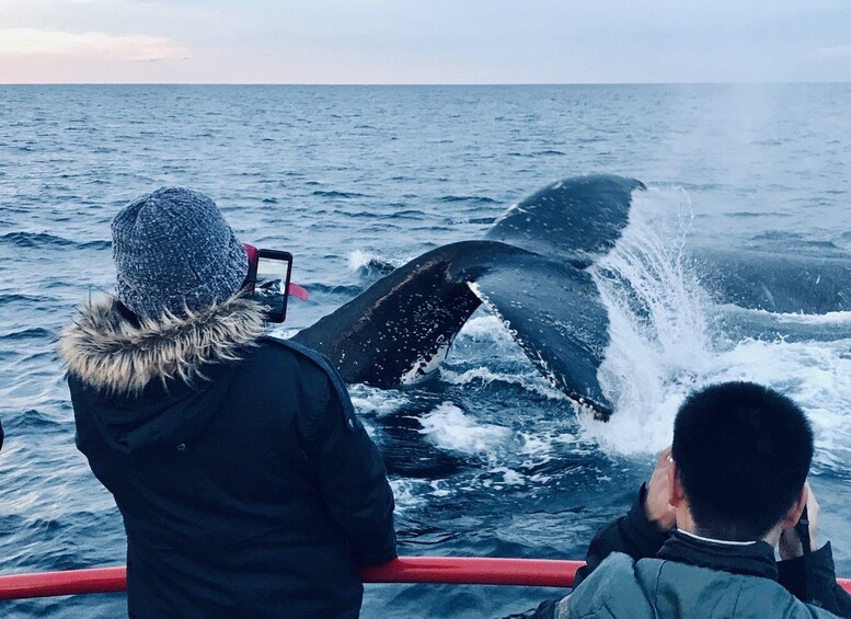 Picture 3 for Activity Nelson Bay: 1.5-hour Guided Whale Watching Cruise