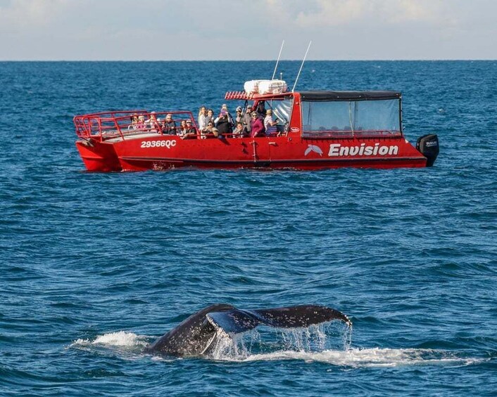 Nelson Bay: 1.5-hour Guided Whale Watching Cruise