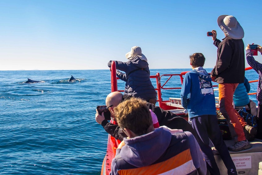 Picture 2 for Activity Nelson Bay: 1.5-hour Guided Whale Watching Cruise