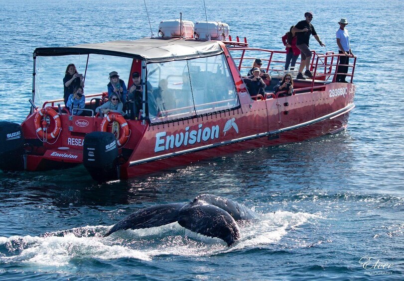 Picture 1 for Activity Nelson Bay: 1.5-hour Guided Whale Watching Cruise