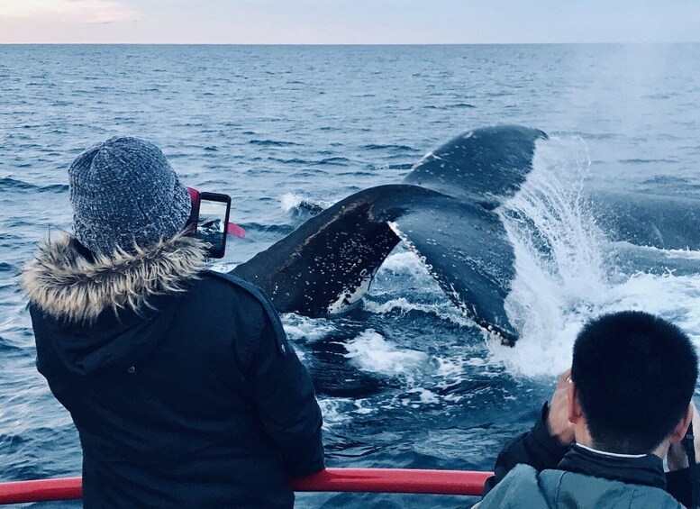 Picture 3 for Activity Nelson Bay: 1.5-hour Guided Whale Watching Cruise