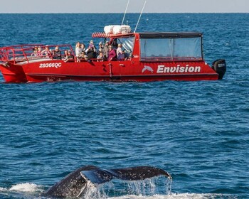 Nelson Bay : Croisière guidée d’observation des baleines de 1,5 heure