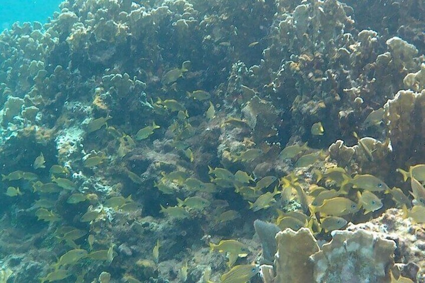 Incredible Negril Guided Reef Snorkeling To An Anchor and Cannon