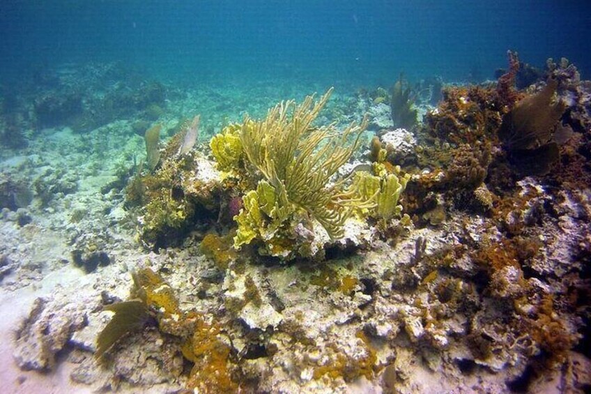 Incredible Negril Guided Reef Snorkeling To An Anchor and Cannon