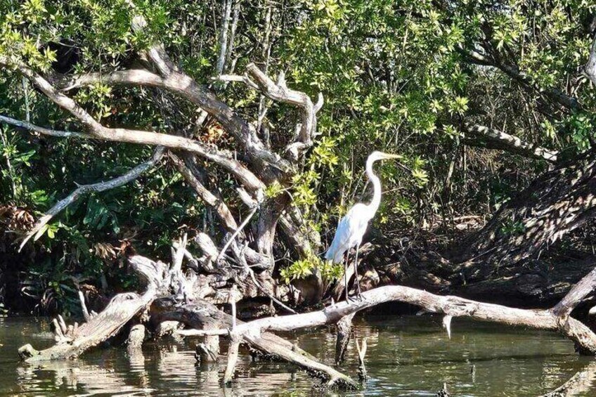 Scenic & Historical Nature Boat Safari Up the Negril River