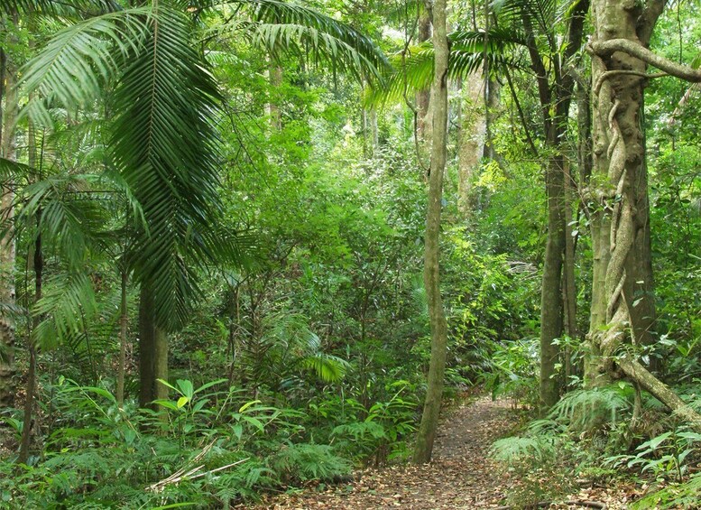 Picture 3 for Activity UNESCO World Heritage Rainforest Tour, Waterfalls & Volcanos