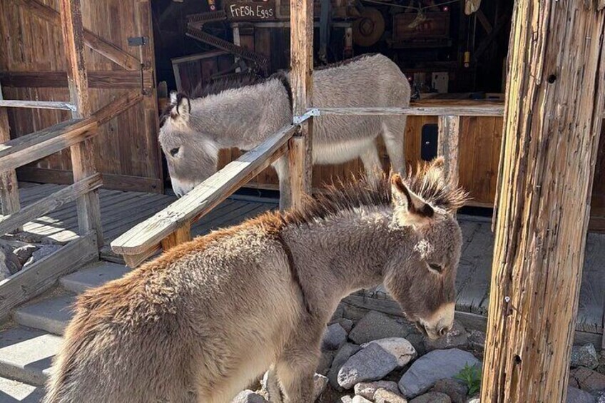 Oatman – Old Western Town RT66 Museum Black Mountain Scenic Drive