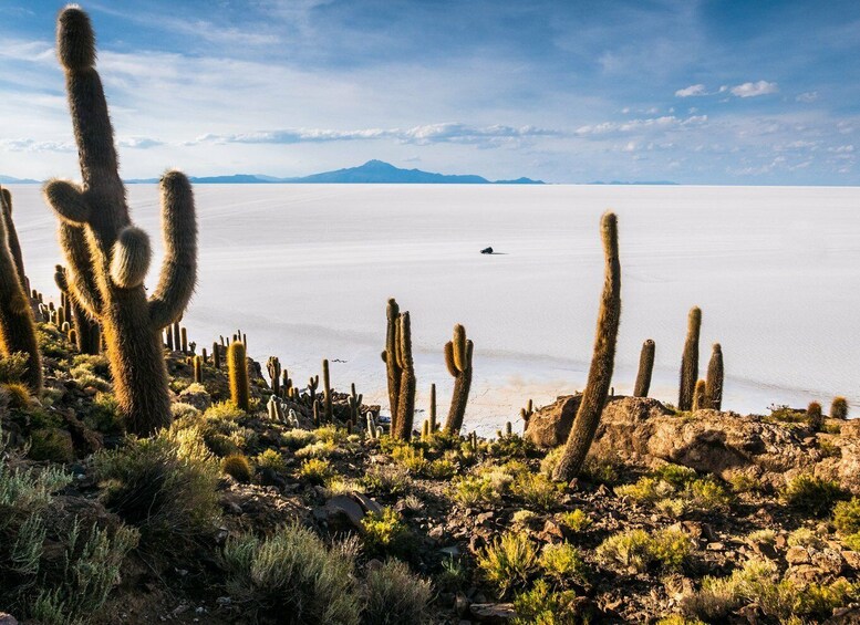 Picture 12 for Activity Uyuni: 3 day-tour, salt flats & surrealistic deserts