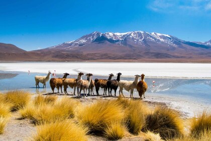 Uyuni: 3 day-tour, salt flats & surrealistic deserts