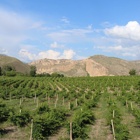 Picture 13 for Activity Vayots Dzor Wine Route Day Tour, discover Areni's Wineries