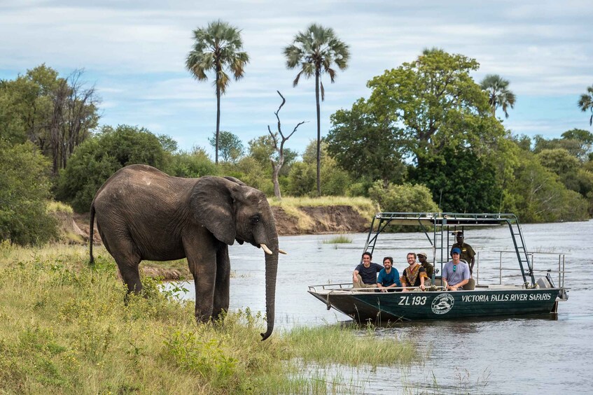 Picture 6 for Activity From Livingstone: Victoria Falls River Safari