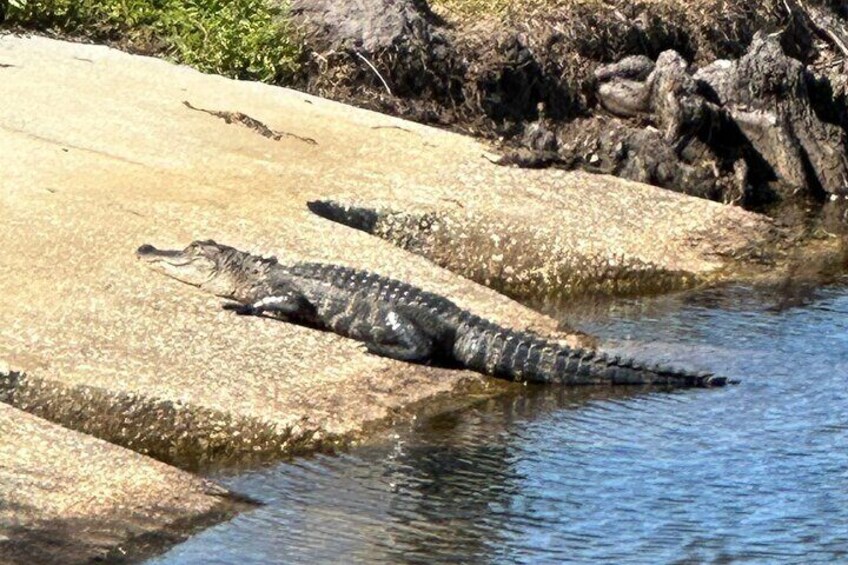 A "friendly" alligator catching some warm, Florida sunshine!