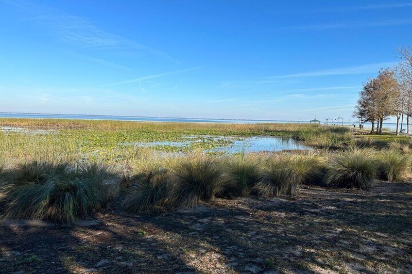 A view through the marsh next to the lakefront.