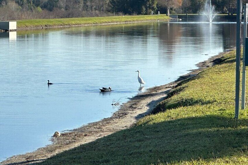 Birds playing in one of the ponds at St. Cloud park.