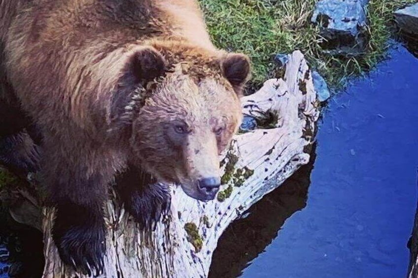 Get up close (safely!) to magnificent brown and black bears at Fortress of the Bears.