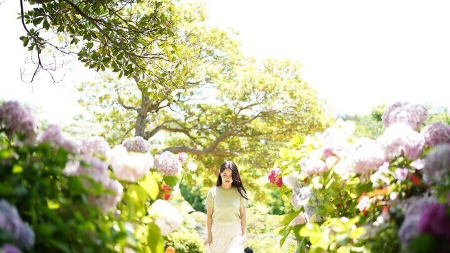 West and South Hydrangea Festival Tour in JEJU