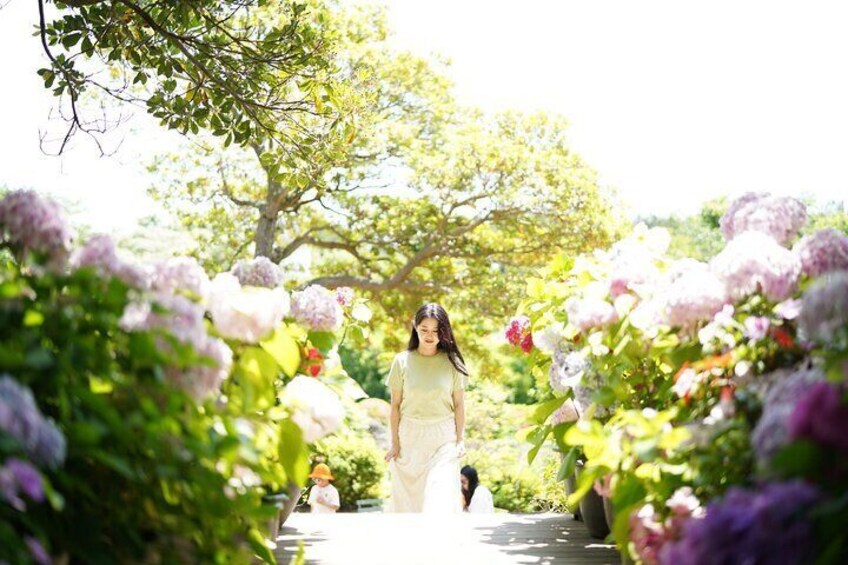 West and South Hydrangea Festival Tour in JEJU