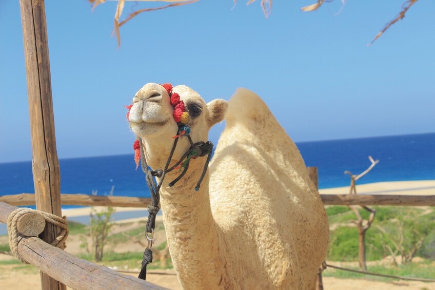 Combo All Attractions With Transportations