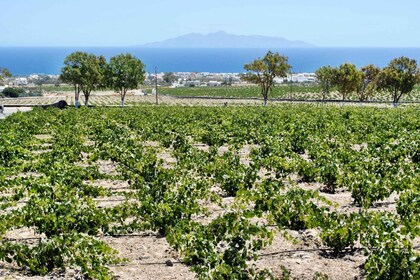 Santorini: Tur med vinsmaking og solnedgang