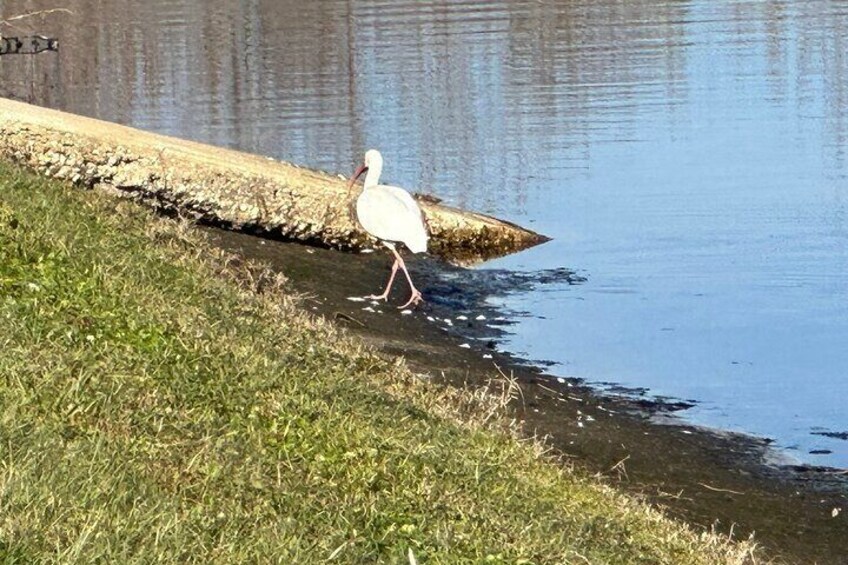 A little white birdy walking around St. Cloud Lakefront Park.