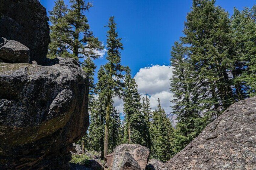 Learn about the Shasta Red Fir Trees