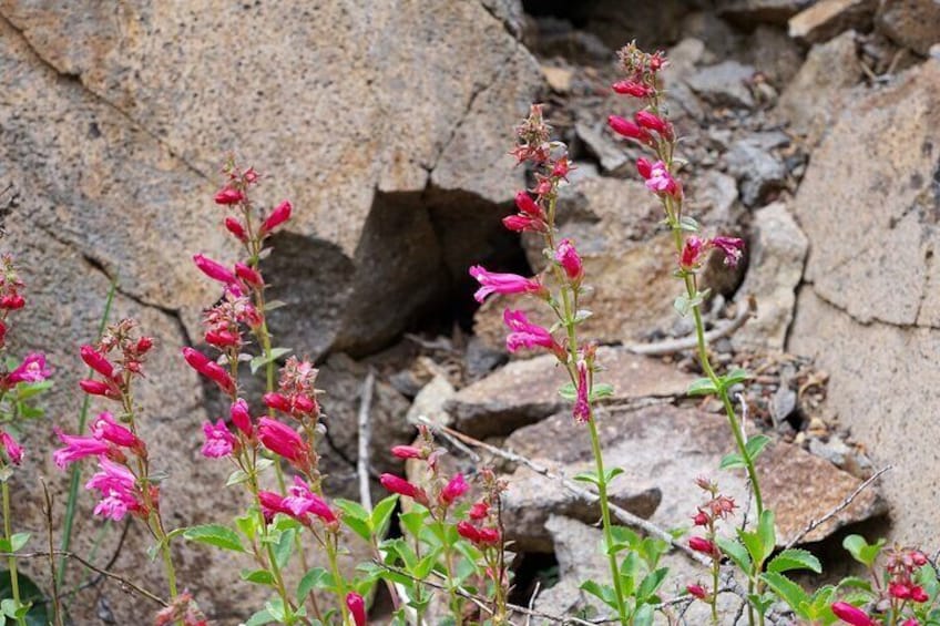 The Penstemon growing into the heart of Ascension Rock