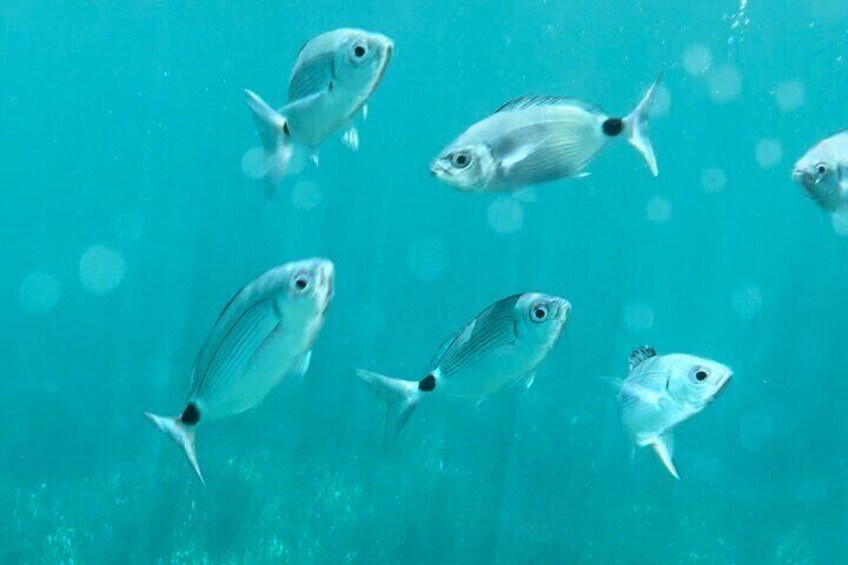 Underwater fauna: Oblades