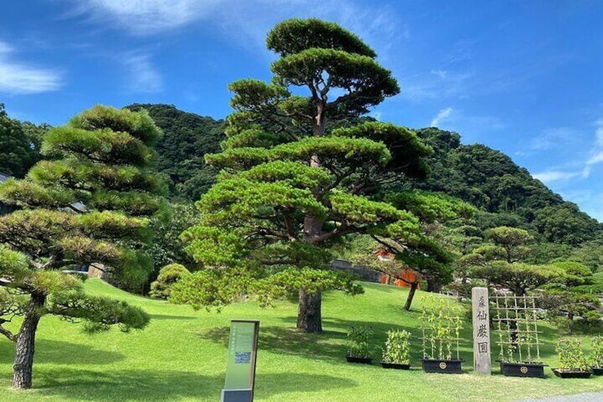 Senganen pine trees