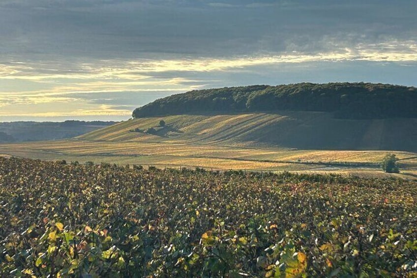 One Day Tour in Champagne with Lunch and Tasting