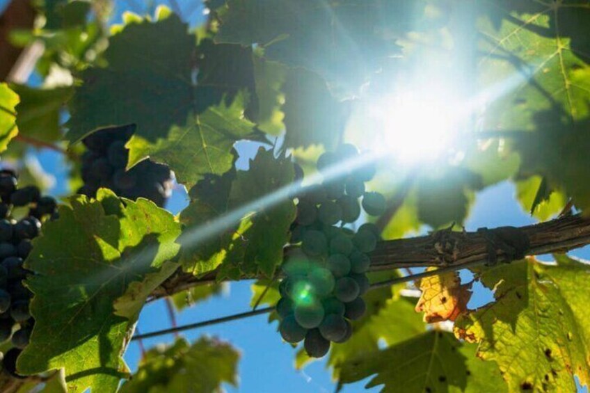 E-bike tour with tasting in the hills of Lucca